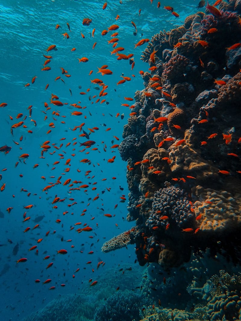 Diving with Marine Life